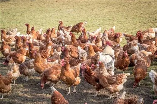 Do Chickens Eat Ticks? Yam Koj Yuav Tsum Paub