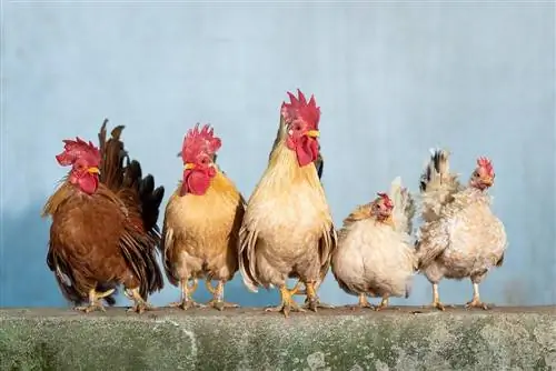 Είναι τα κοτόπουλα έξυπνα; Εδώ είναι τι μας λέει η επιστήμη