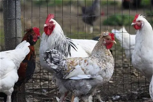 Yuav Ua Li Cas Deworm Chickens: Phau Ntawv Qhia Ua tiav