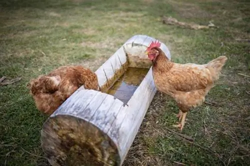 Kako dolgo lahko piščanci zdržijo brez vode? Kaj morate vedeti