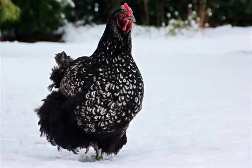 So h alten Sie Hühner im Winter warm (10 Tipps)