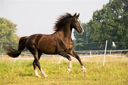 Jak dlouho může kůň běžet bez zastavení?