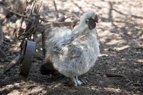 Apakah ayam jantan sutera berkokok? Apa yang perlu Anda ketahui