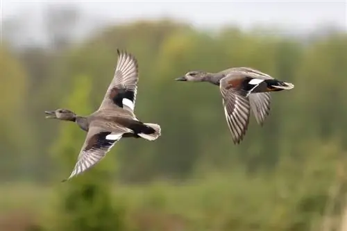 Können Enten fliegen? Wie schnell, wie weit, & wie lange?