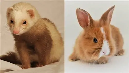 Czy fretki dogadują się z królikami?