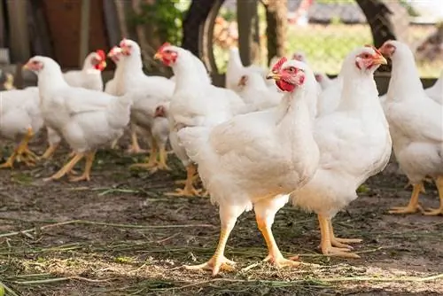 ब्रॉयलर मुर्गियां क्या हैं & वे कितने समय तक जीवित रहती हैं?