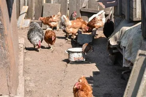 Napadaju li štakori kokoši? Kako zaštititi svoje stado