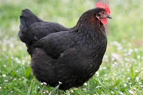 I polli hanno i capezzoli? Cosa hai bisogno di sapere
