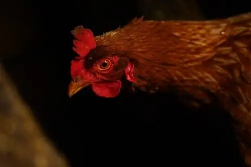 Tavuklar Karanlıkta Görebilir mi? Ne kadar iyi?