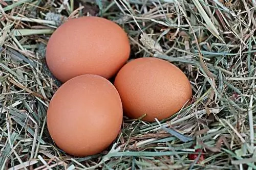 10 Tip Untuk Membersihkan Telur Dari Ayam Halaman Belakang Anda
