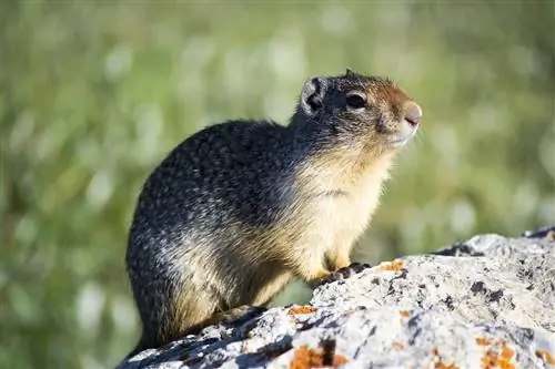 Groundhogs โจมตีไก่หรือไม่? วิธีปกป้องฝูงของคุณ