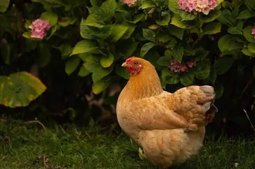 Kuinka pitää kanat poissa puutarhastasi (13 vinkkiä)