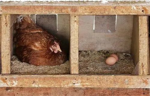 هل يضع الدجاج البيض كل يوم؟ ما تحتاج إلى معرفته