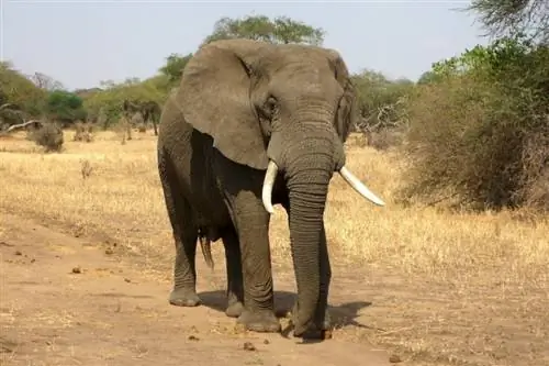 Je res res, da se sloni bojijo miši?
