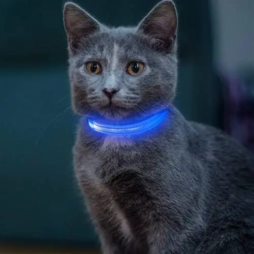 5 ปลอกคอแมว LED และ Light Up ที่ดีที่สุดในปี 2023 – รีวิว & รายการยอดนิยม