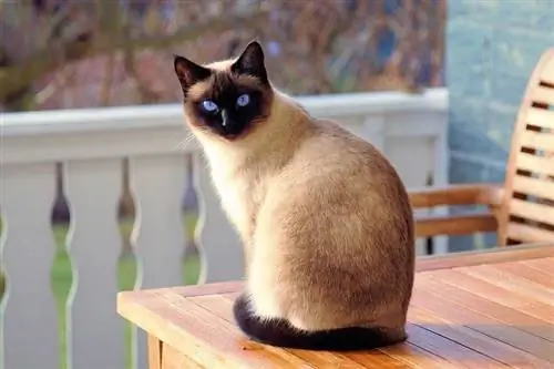 16 gražių Colorpoint kačių veislių (su nuotraukomis)