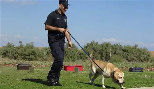 Wie lange dauert die Ausbildung eines Polizeihundes?