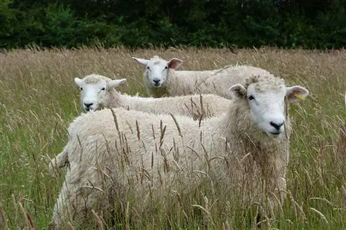 گوسفند چگونه در طبیعت زنده می مانند؟ چه چیزی میخواهید بدانید