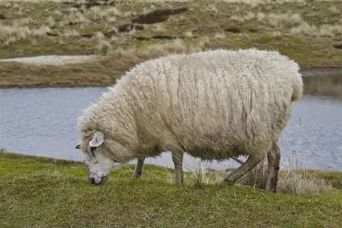 آیا گوسفندان دم دارند؟ چه چیزی میخواهید بدانید