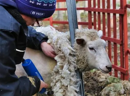 Waarom moeten schapen worden geschoren? Verharen schapen op natuurlijke wijze?
