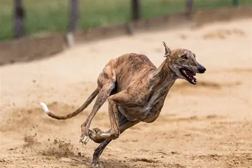 Είναι νόμιμο το Greyhound Racing; Είναι σκληρό;