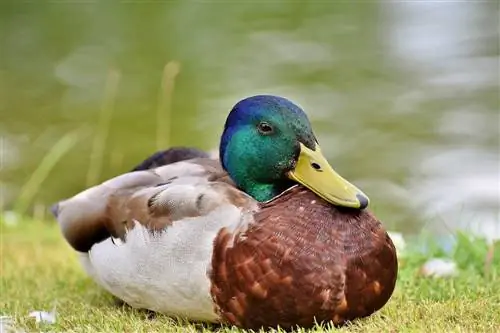 ¿Los patos tienen dientes?