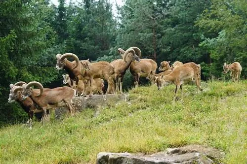 Sú v prírode divoké ovce? Kde ich možno nájsť?