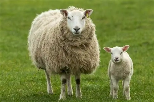 Die 4 größten Mythen und Missverständnisse über Schafe