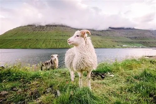 Могат ли овцете да плуват? Харесват ли го?