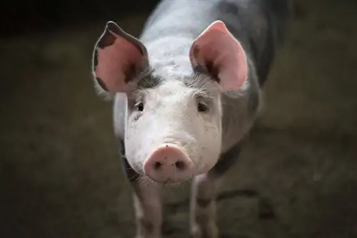 Els 5 mites i idees errònies més grans dels porcs
