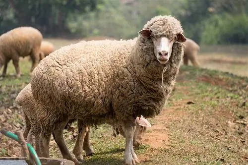 Ar avys yra protingos? Štai ką mums sako mokslas