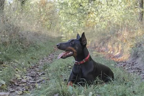 Câinii pot vedea fantome? Ce trebuie sa stii