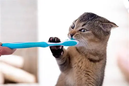 10 Bàn chải đánh răng tốt nhất cho mèo năm 2023 – Đánh giá & Lựa chọn hàng đầu
