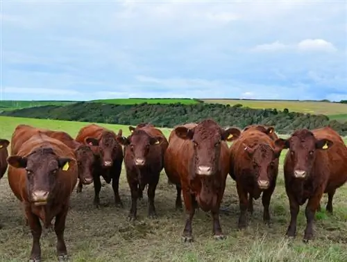 Les vaches ont-elles de la fourrure ? Tout ce que tu as besoin de savoir