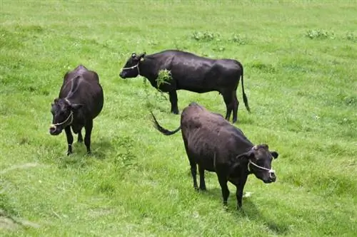 6 razas de ganado japonesas: una descripción general (con imágenes)