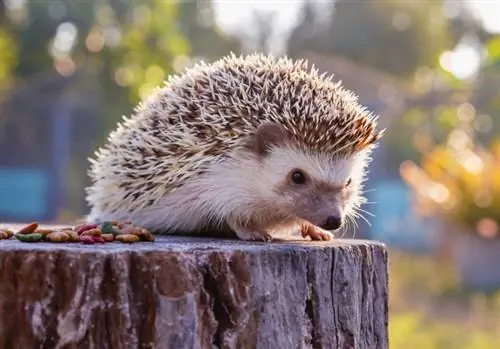 Maaari Bang Kumain ng Oranges ang Hedgehogs? Anong kailangan mong malaman