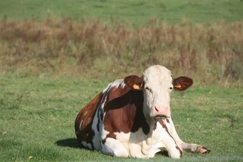 Is dit waar dat koeie lê wanneer dit op die punt is om te reën?