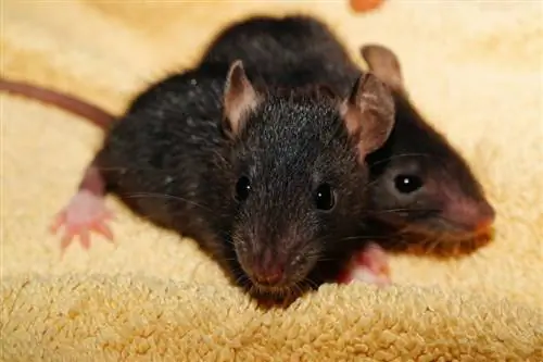 Czy myszy domowe zapadają w sen zimowy? Co musisz wiedzieć