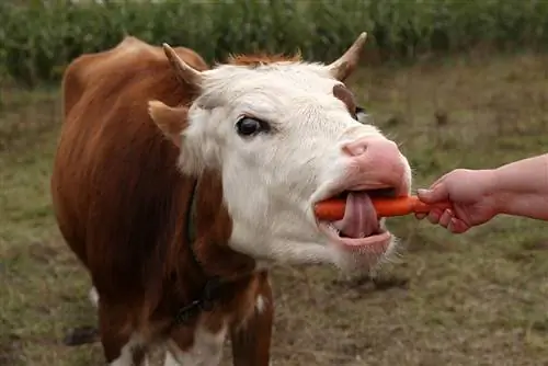 Vai govis var ēst burkānus? Kas jums jāzina