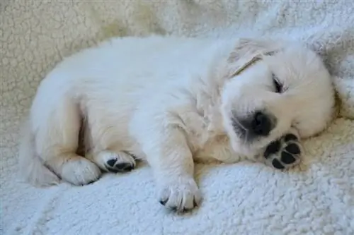 Yavru Köpeklerin Ne Kadar Uykuya İhtiyacı Var? Ne bilmek istiyorsun