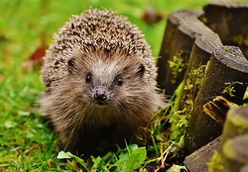 Maaari Bang Kumain ng Manok ang mga Hedgehog? Anong kailangan mong malaman