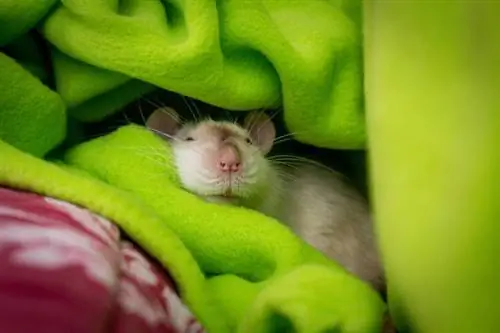Da li kućni ljubimci pacovi hiberniraju? Šta treba da znate
