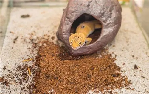 Quants ous posen els geckos lleopard?