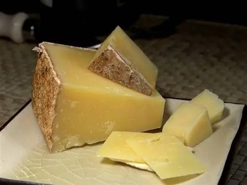 Voivatko siilit syödä juustoa? Mitä sinun tarvitsee tietää