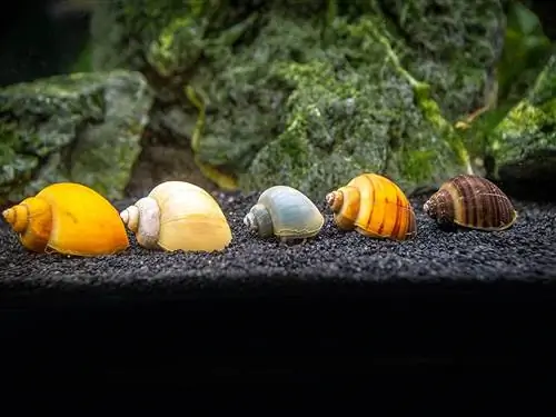 Mystery Snail Guia de compres en línia: ivori, blau, or, magenta & Més
