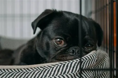 Els 7 millors llits per a gossos per a l'ansietat el 2023: ressenyes & millors opcions