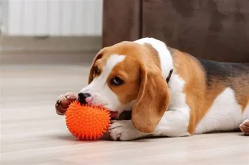 7 bedste legetøj til beagles i 2023: Anmeldelser & Topvalg