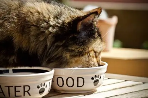 10 המזונות הטובים ביותר לחתולים ללא דגנים באוסטרליה בשנת 2023 – ביקורות & בחירות מובילות
