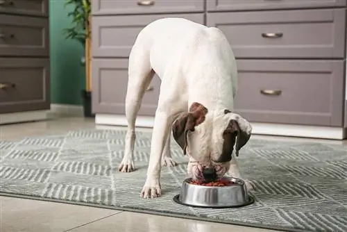 10 parasta koiranruokaa painonnousuun vuonna 2023 – arvostelut & parasta valintaa