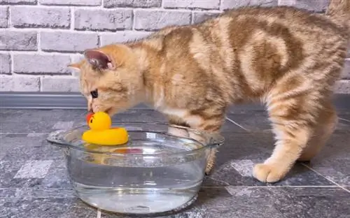 Kodėl mano katė deda žaislus į vandens dubenį? (10 galimų priežasčių)